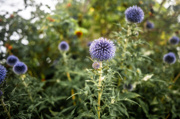 Autumn Flora on Fehmarn Island