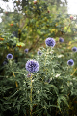 Autumn Flora on Fehmarn Island