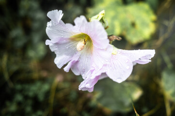 Autumn Flora on Fehmarn Island