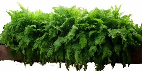 Tropical foliage plant bush cascading Fishtail fern or forked giant sword fern garden shrub plant, Generative AI
