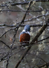 Blue colored fishing bird perched on branches