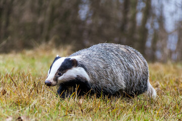 Naklejka premium Dachs läuft in sumpfiger Wiese