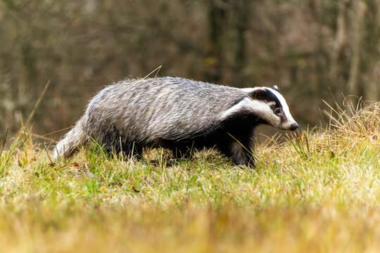 Dachs l&auml;uft in sumpfiger Wiese
