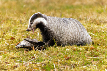 Dachs frisst eine Ente