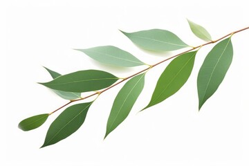 Fresh eucalyptus leaves on tree twig a green foliage commonly known as gums or eucalypts plant, Generative AI