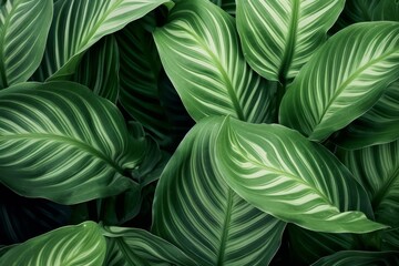 Abstract tropical green leaves pattern, lush foliage houseplant Dumb cane or Dieffenbachia the tropic plant, Generative AI