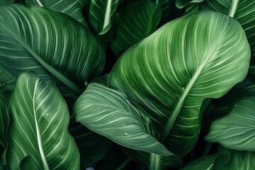 Abstract tropical green leaves pattern, lush foliage houseplant Dumb cane or Dieffenbachia the tropic plant, Generative AI