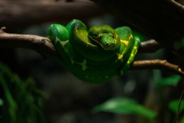 Bright green colored snake sitting on a thin tree branch
