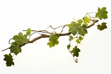 Grape leaves vine plant hanging branch grapevine with tendrils, Generative AI - obrazy, fototapety, plakaty