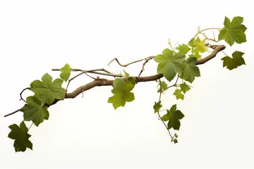 Fotobehang Grape leaves vine plant hanging branch grapevine with tendrils, Generative AI © Dream Canvas