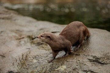 Small otter walking on a rock next to a body of water in zoo