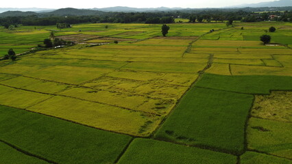 Corn Garden and Paddy field and Hut in Pong Distric Phayao Province,Northern of Thailand, Relaxing Vacation on Winter Season November 2023