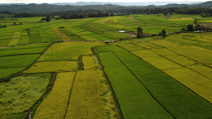 Corn Garden and Paddy field and Hut in Pong Distric Phayao Province,Northern of Thailand, Relaxing Vacation on Winter Season November 2023