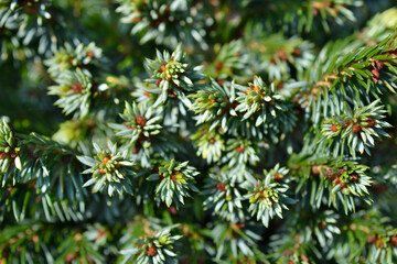 Serbian spruce Gunther branches with buds