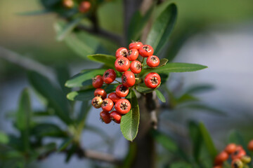 Formosa firethorn branch with fruit