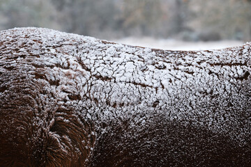 Cold winter weather showing snow on back of sorrel horse on farm closeup.