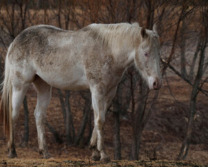 Dirty young white horse during winter outdoors on farm.