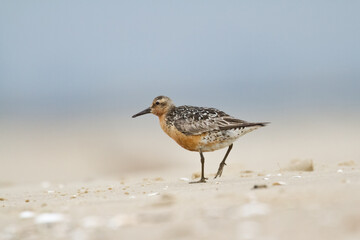 Shorebird - Calidris canutus, Red Knot on the Baltic Sea shore, migratory bird Poland Europe
