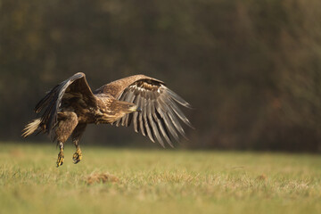 Birds of prey - Majestic predator White-tailed eagle, Haliaeetus albicilla in Poland wild nature