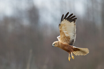 Flying Birds of prey Marsh harrier Circus aeruginosus, hunting time Poland Europe