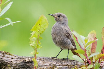 Bird female or young Black Redstart Phoenicurus ochruros small bird on green background