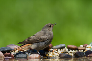 Obraz premium Bird female or young Black Redstart Phoenicurus ochruros small bird on green background
