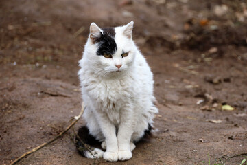 Naklejka na ściany i meble Portrait of white cat with black spot on face sitting on a street