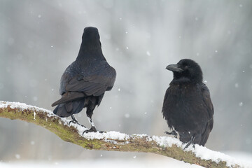 Bird beautiful raven Corvus corax North Poland Europe