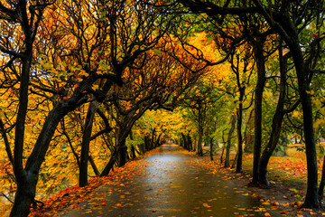 Autumn alley with yellow leaves in the public park in Gdansk Oliwa, Poland