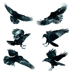 Birds flying ravens isolated on white background Corvus corax. Halloween - six birds, silhouette of...