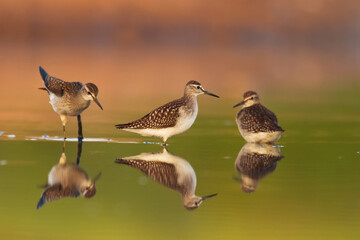 Shorebirds - Wood Sandpiper Tringa glareola, wildlife Poland Europe