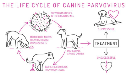 The life cycle of parvovirus in dogs.