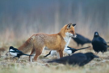 Fox Vulpes vulpes in natural scenery, Poland Europe, animal walking among meadow