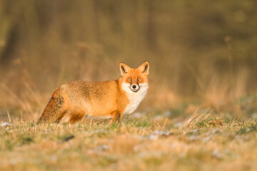 Naklejka na ściany i meble Fox Vulpes vulpes in natural scenery, Poland Europe, animal walking among meadow