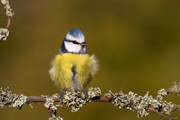 Bird - Blue Tit Cyanistes caeruleus perched on tree