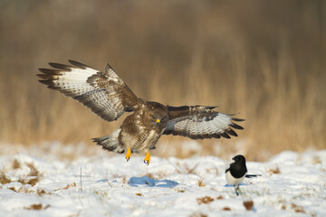 landing Common buzzard Buteo buteo in the fields in winter snow, buzzards in natural habitat, hawk bird on the ground, predatory bird close up winter bird