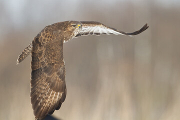 landing Common buzzard Buteo buteo in the fields in winter snow, buzzards in natural habitat, hawk bird on the ground, predatory bird close up winter bird
