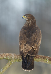 landing Common buzzard Buteo buteo in the fields in winter snow, buzzards in natural habitat, hawk bird on the ground, predatory bird close up winter bird