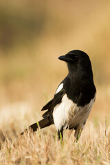 The Eurasian Magpie or Common Magpie or Pica pica on the branch with colorful background