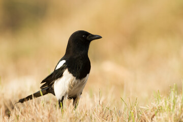 The Eurasian Magpie or Common Magpie or Pica pica on the branch with colorful background