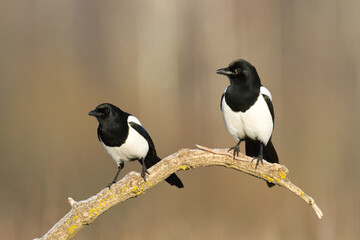 The Eurasian Magpie or Common Magpie or Pica pica on the branch with colorful background