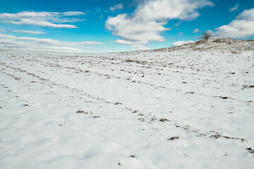 silhouette of lonely tree on the hill in Poland, Europe on sunny day in winter, amazing clouds in blue sky