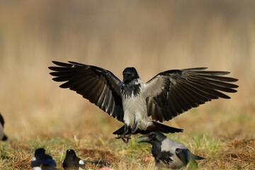 flying Bird - Hooded crow Corvus cornix in amazing warm background Poland Europe