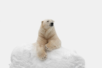 Funny white bear. Polar bear in a funny pose. Bear on an isolated white background