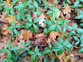 Texture of periwinkle plants among fallen oak leaves in the forest. Forest green periwinkle background. The land is covered with beautiful green periwinkle plants.