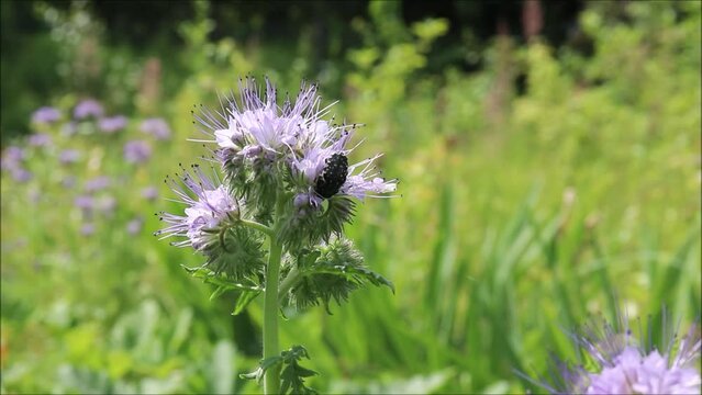 Oxythyrea funesta beetles mating on phacelia flowers on a sunny summer day. Video close-up