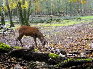 Spandauer Forst Wildgehege Hirsch