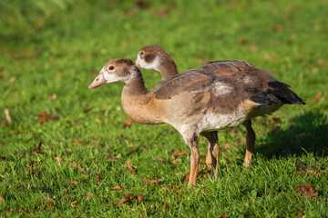 Two Nile goslings (Alopochen aegyptiaca) stand on a green meadow and look around cautiously.