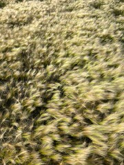 Close-up of wild barley Hordeum spontaneum. 