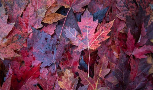 Fototapeta red maple leaves autumn background